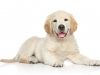 Puppy-cuddling Minister fails to win hearts of Loan Charge targets